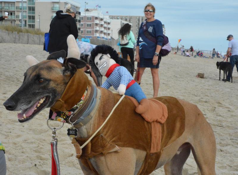 Greyhounds Reach the Beach turns 25 Cape Gazette
